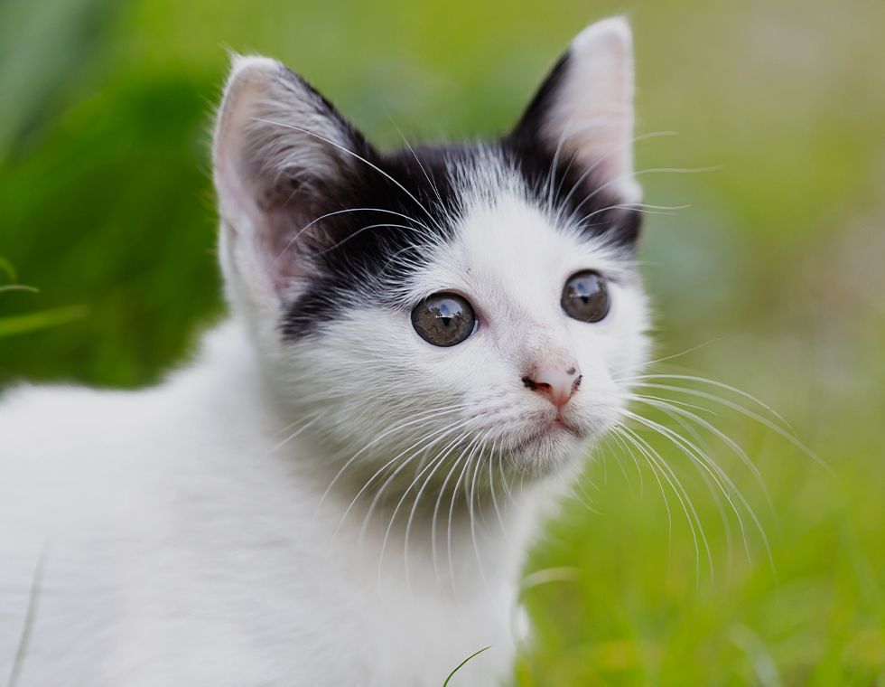 black and white kitten among green grass