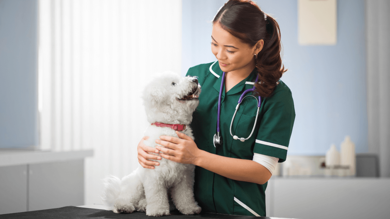 Regular-Vet-Check-Up