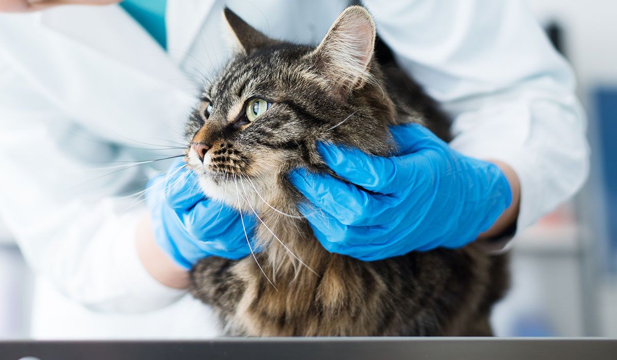 cat-with-veterinarian