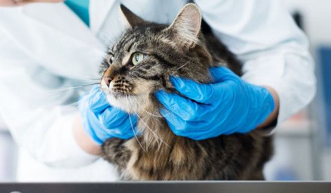 Protect Your Pet This National Microchipping Month!