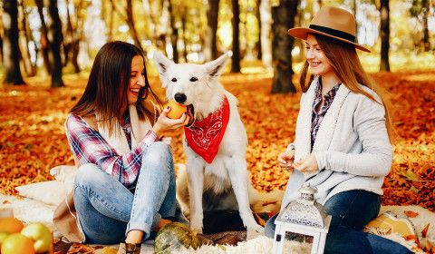 Pet Poison Prevention: Foods and Plants to Avoid This Fall