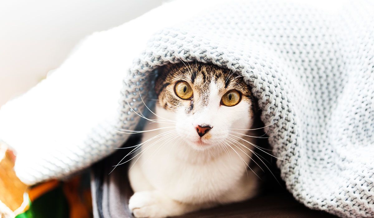 funny-cat-blanket-winter