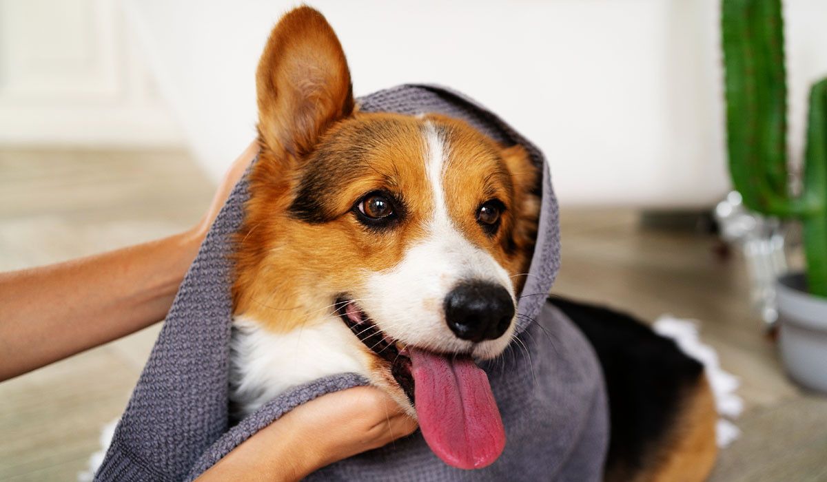 dog-towel-drying-summer-parasites-adoption