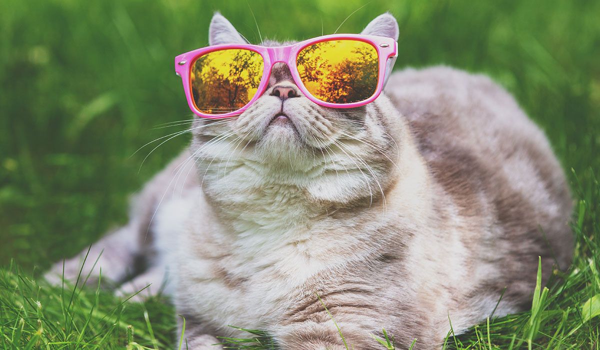 siamese-cat-sunglasses-relaxing-grass