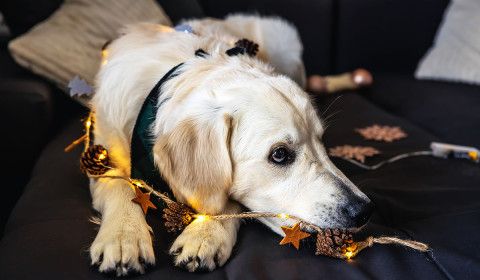 Preventing Pet Burns and Electric Shocks During Holiday Decorating