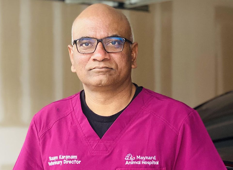 About South Main Street Animal Hospital Wake Forest Vet