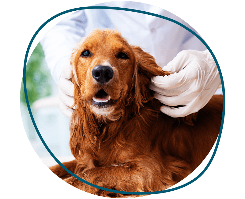 veterinarian checking dog